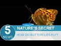Download Lagu Scientists finally figure out how butterflies fly | 5 News
