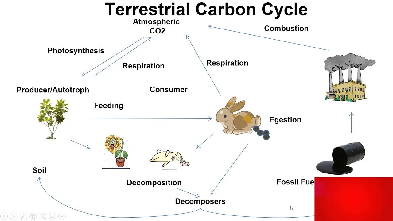 4.3 Terrestrial Carbon Cycle  Screencast