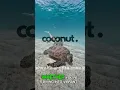 Download Lagu Welcome to Panglao where paradise meets adventure!! Book nw!!https://www.facebook.com/coconut.travel
