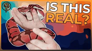 The RED Ball Python may actually be possible