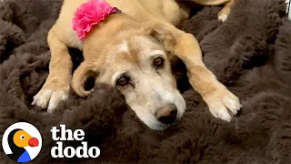 Hospice Foster Dog Gets To Spend Her Final Days At Home | The Dodo
