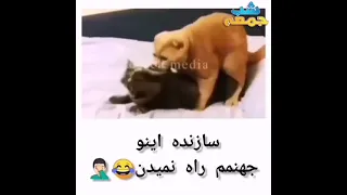 سکس حیوانات خشن فان خنده سکس داغ حیوان سوپر میم گربه دکتر گیم تتلو اریا کیوکسر 