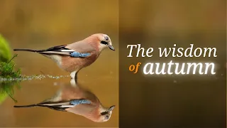 The Wisdom of Autumn | Insights by Mick McEvoy