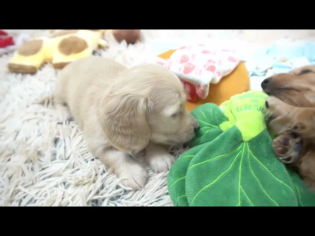 動画