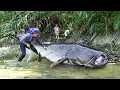 Catching a 500kg+ River Monster Catfish, Giant Carp \u0026 Tilapia by Hand to Sell at the Fish Market