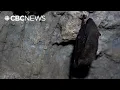 Inside Alberta s biggest bat cave
