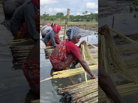 Amazing Jute Farming & Harvesting Process in Indian Village Life  #shorts  #shortsfeed