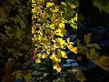 Lagu COME VISIT CHESTER, VT O5143 http://VERMONTparty.com