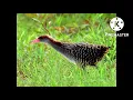 Download Lagu tiếng chim chang nghịch...1