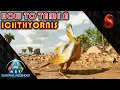 ARK SURVIVAL ASCENDED HOW TO TAME A ICHTHYORNIS