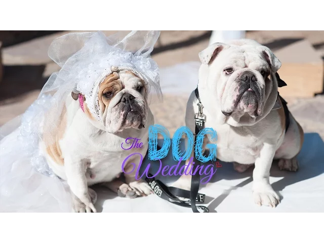 The Dog Wedding Trailer - Romantic Comedy