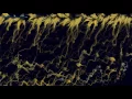 Emergent Morphogenetic Algorithms - Particle System