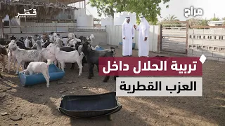 تنوع الحلال في عزب قطر.. أسرار التربية والتغذية والتهجين لزيادة الإنتاج | مراح