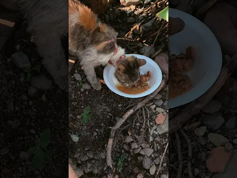 Gatico maltratado 🥹❤️ #animals #parati #cat #respect #shorts #rescue