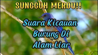 Download Manfaat Bagi Burung!!Suara Burung Di Alam Liar MP3