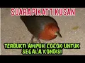Lagu suara pikat tikusan atau mata merah, paling ngacor