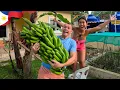 Lagu 🇵🇭 Harvesting My First Banana Tree in the Philippines!