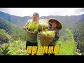 Download Lagu 妈妈给媳妇儿种的糯包谷，摘了两背篓，和猪脚炖一锅，味道真鲜美 #新农人计划2025 #我的乡村生活 #记录真实生活 #农村生活 #农村美食