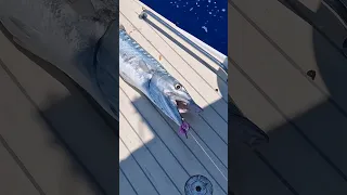 Great barracuda on the hook but we say bye #shorts #fishing