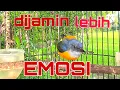 Download Lagu kemade bunga api emosi berat, pancingan kemade biar cepat gacor.