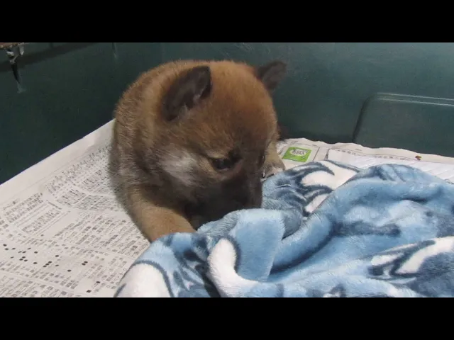 動画