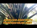 Lagu JADWAL DAN JARAK WAKTU PEMUPUKAN KELAPA SAWIT