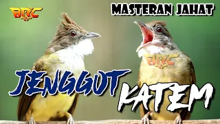 cucak jenggot vs kapas tembak masteran tembakan jahat untuk burung kicau
