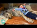 Huge Wolfhound Waits For His Favorite Boys Every Day Cuddle Buddies