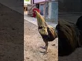 Download Lagu AYAM JANTAN INI MELEDAKKAN YOUTUBE