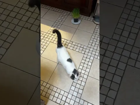 Принёс котам молоденькой травы #лисяо