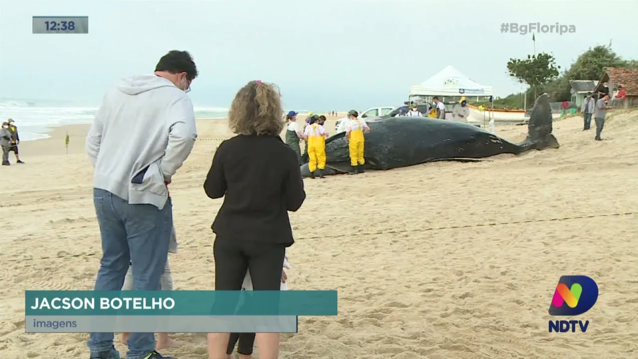 15 baleias ficaram presas a redes de pesca no Litoral Catarinense neste ano