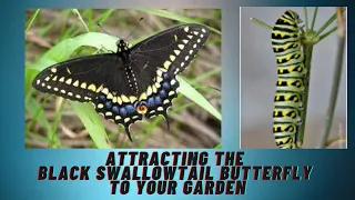 Download Attracting the Black Swallowtail Butterfly to your Garden MP3