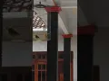 Kicau burung (2) 1 menit