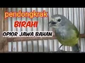 Download Lagu Suara Opior Jawa gacor Pendongkrak Birahi @ponirankwokchannel