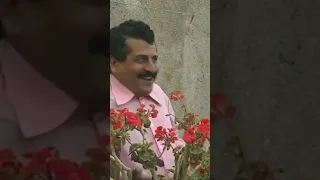 بحبك يا سميحة Shorts 