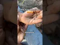 Download Lagu World’s SMALLEST SLUG! 😱😮😍*SUPER CUTE*  #boymom #bugs #slugs #playoutside
