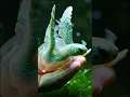 Download Lagu Sea Animals #sea #seaanimals #animals ##modern