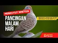 Download Lagu Putar ini di Malam Hari: Perkutut jadi kuat mental #pancinganperkututlokal #perkututlokalcluwak