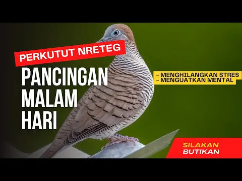 Download MP3 Putar ini di Malam Hari: Perkutut jadi kuat mental #pancinganperkututlokal #perkututlokalcluwak