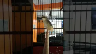 ciblek gunung edan 4 5 menit tanpa jeda