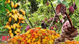 Download MODERN COCOA FRUIT FARMING AND HARVESTING TO THE FAMOUS CHOCOLATE PROCESSING IN FACTORY MP3