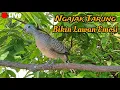 Download Lagu Pancingan Perkutut Ngajak Tarung Bikin Lawan Emosi Langsung Nyaut