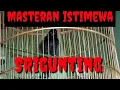 Download Lagu Masteran Srigunting Vokal Kencang || Burung Srigunting Gacor.