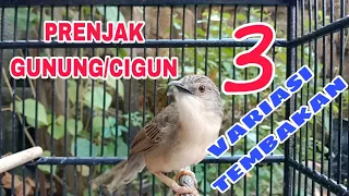 Download 3 Variasi tembakan CIGUN / CIBLEK GUNUNG MP3