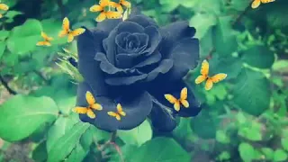شلي  بعشق وانت العشق كلا    الوصف غوالي فديتكم لا تخجلوني   دندنها