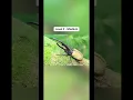 Download Lagu Entomophobia Test ⚠️🪳🐞 #fyp #entomophobia #insects #fear #scary #testing #tiktok #shorts #video