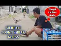 Download Lagu TEST TERBANG MERPATI BARU 300K