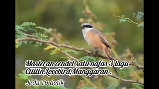 masteran burung dominan roll tembak cililin lovebird ngekek sambung manggaran masteranjernih 