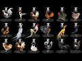 30 Most Beautiful and Rare Chicken Breeds in the World Per Country Fancy Chicken