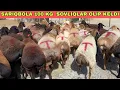 Download Lagu SARIQBOLA 100 KG ARASHAN SOVLIQLAR OLIP KELDI 